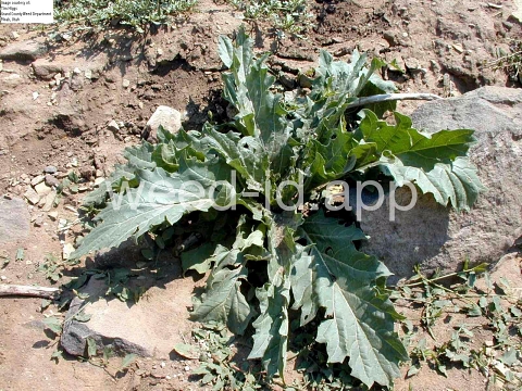 henbane, black